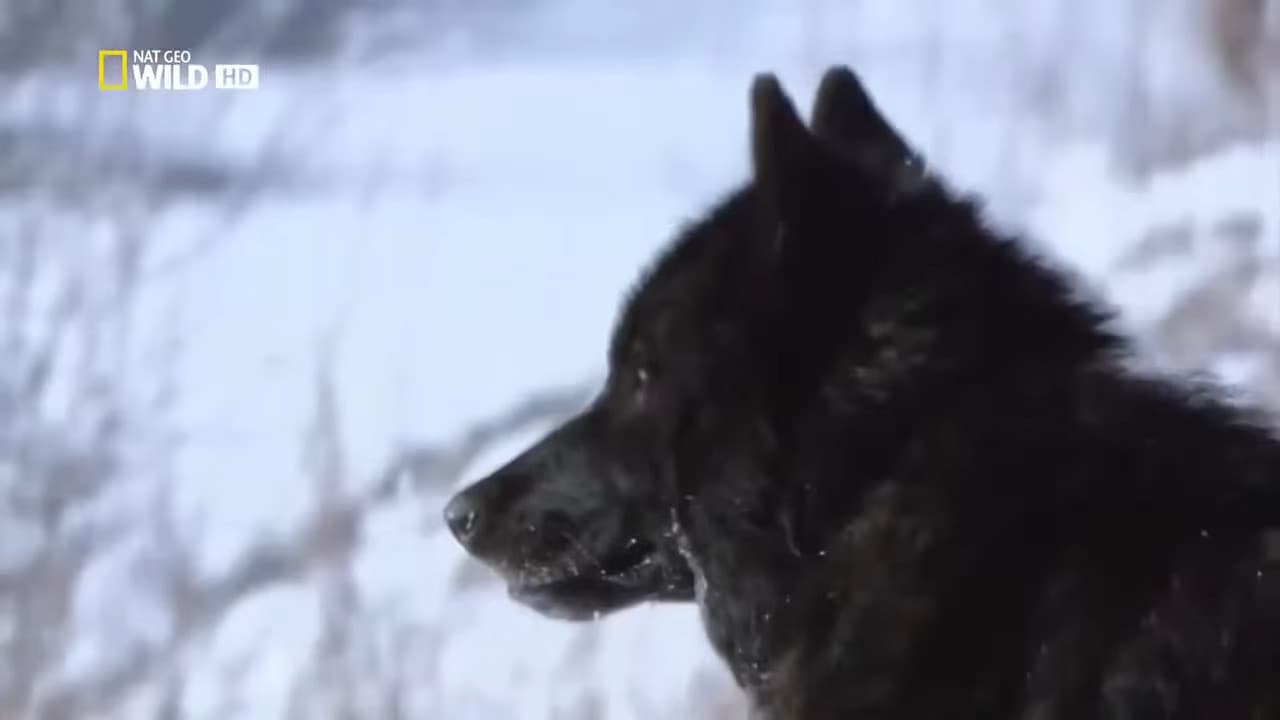 The Rise of Black Wolf