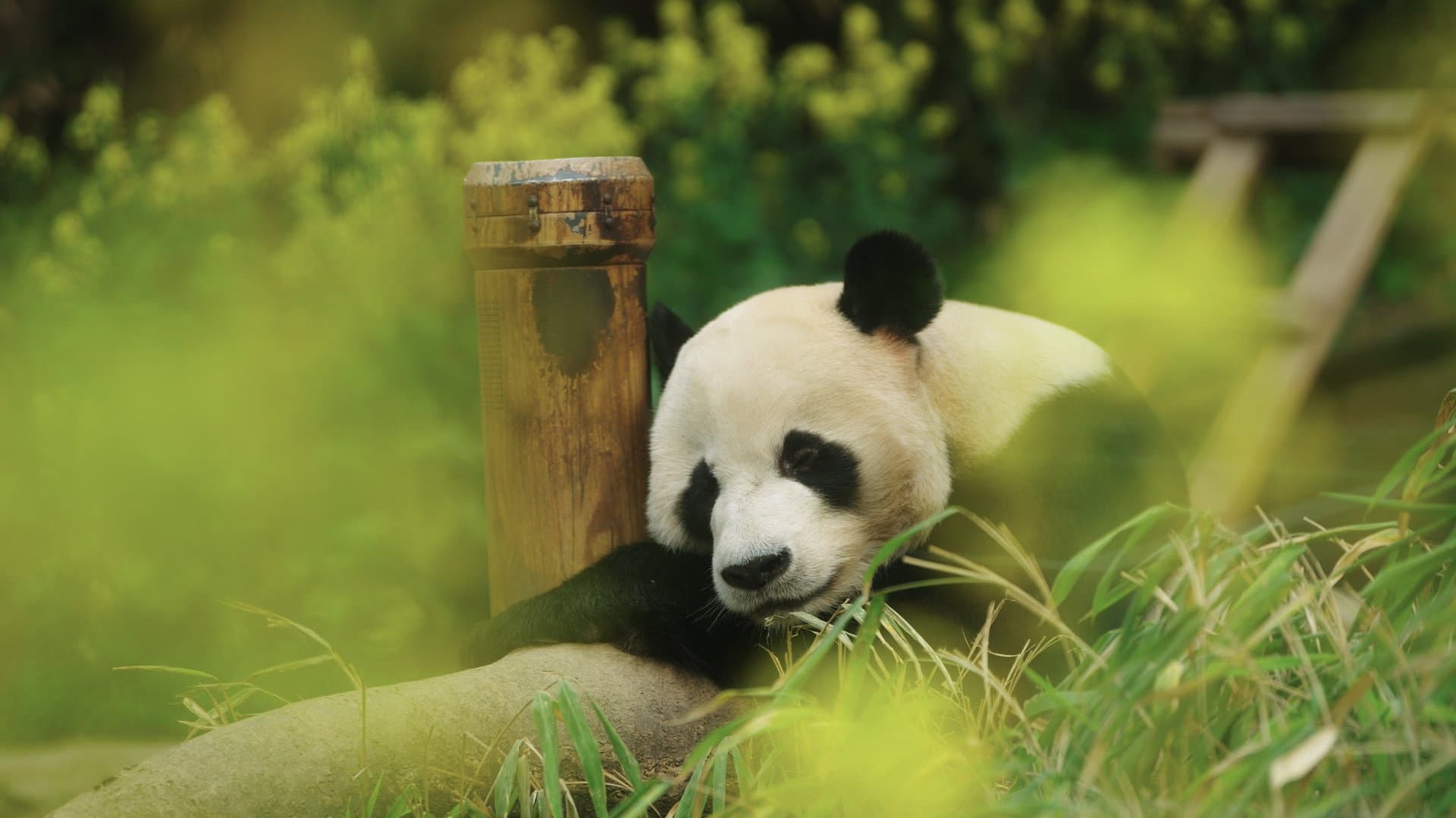 Fu Bao