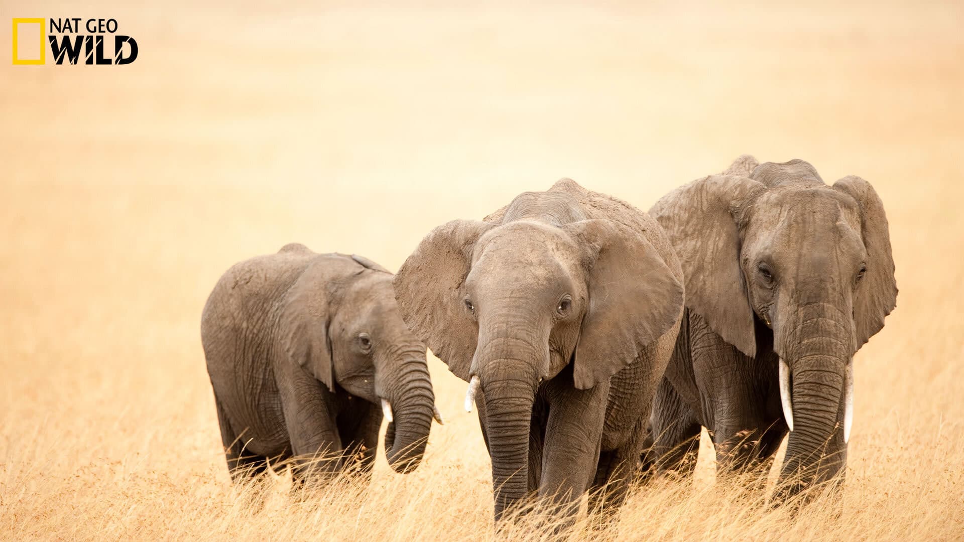 Africa
