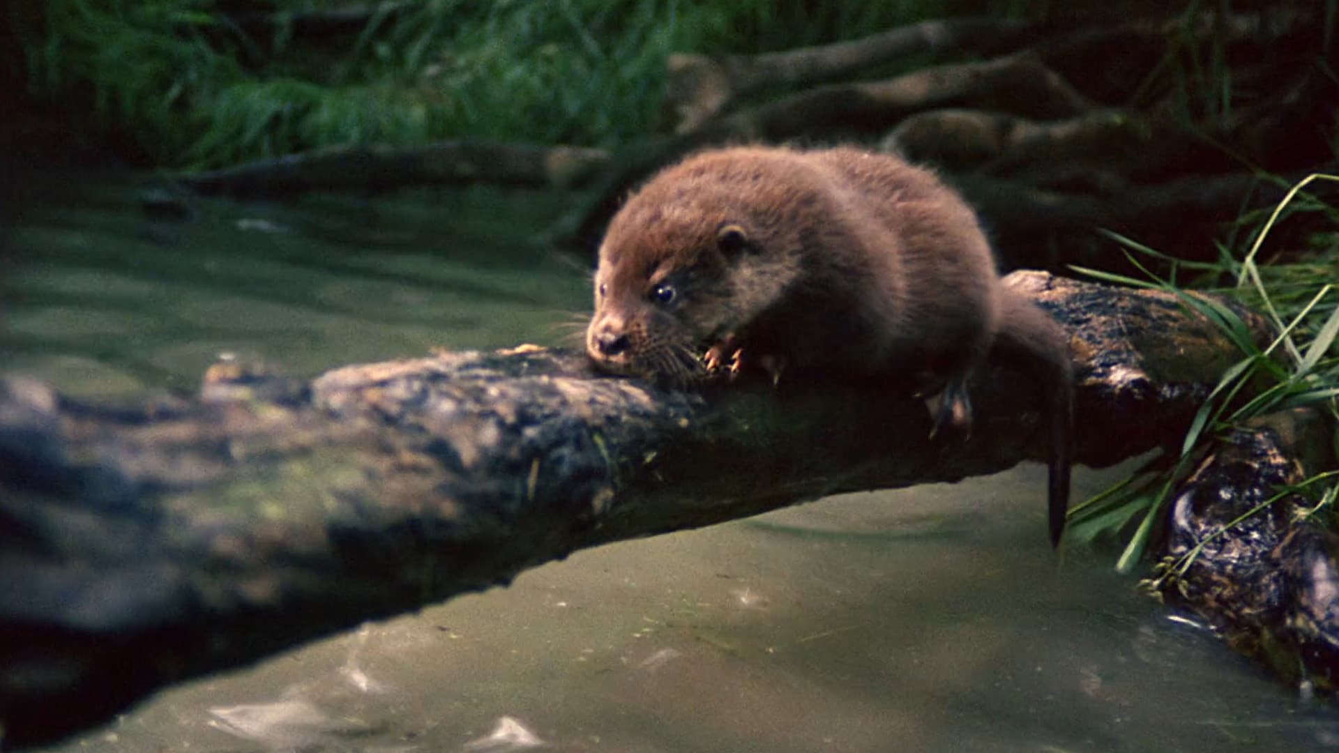 Tarka the Otter