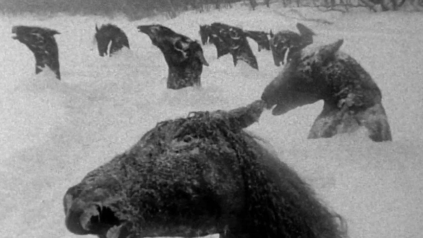 Guy Maddin