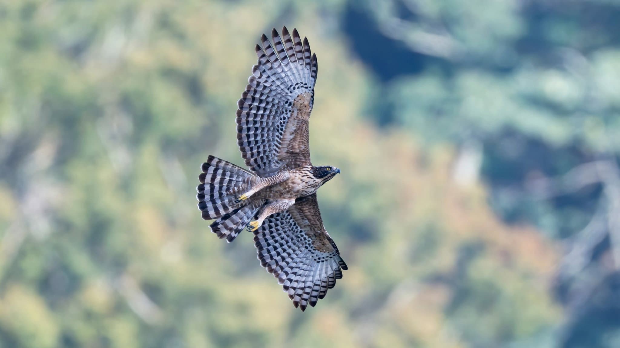 Fly! Mountain Hawk-Eagle
