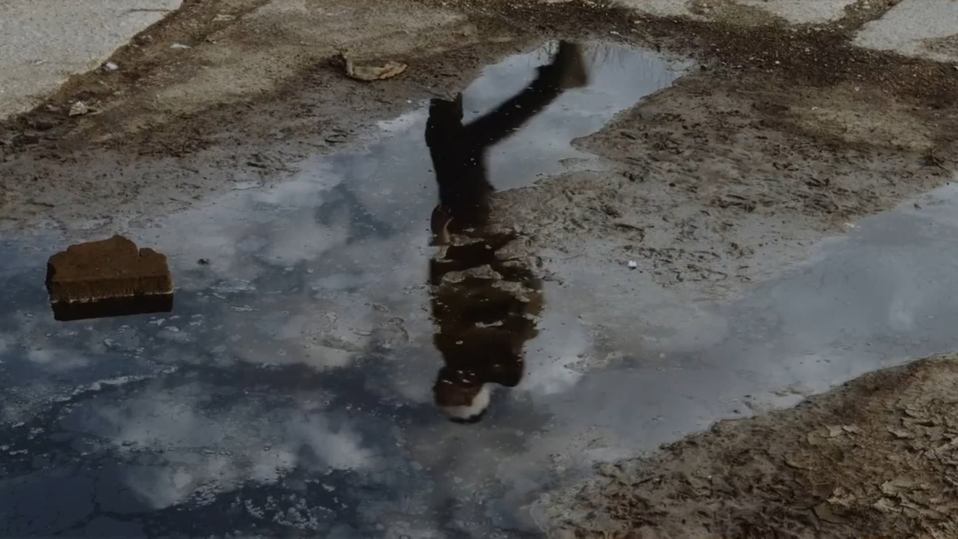 Bacskó Tünde