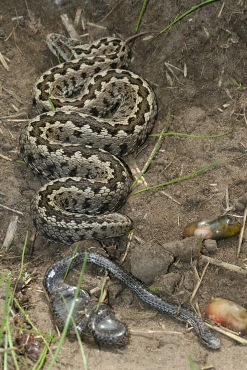 Vipera Life – A serpent’s life