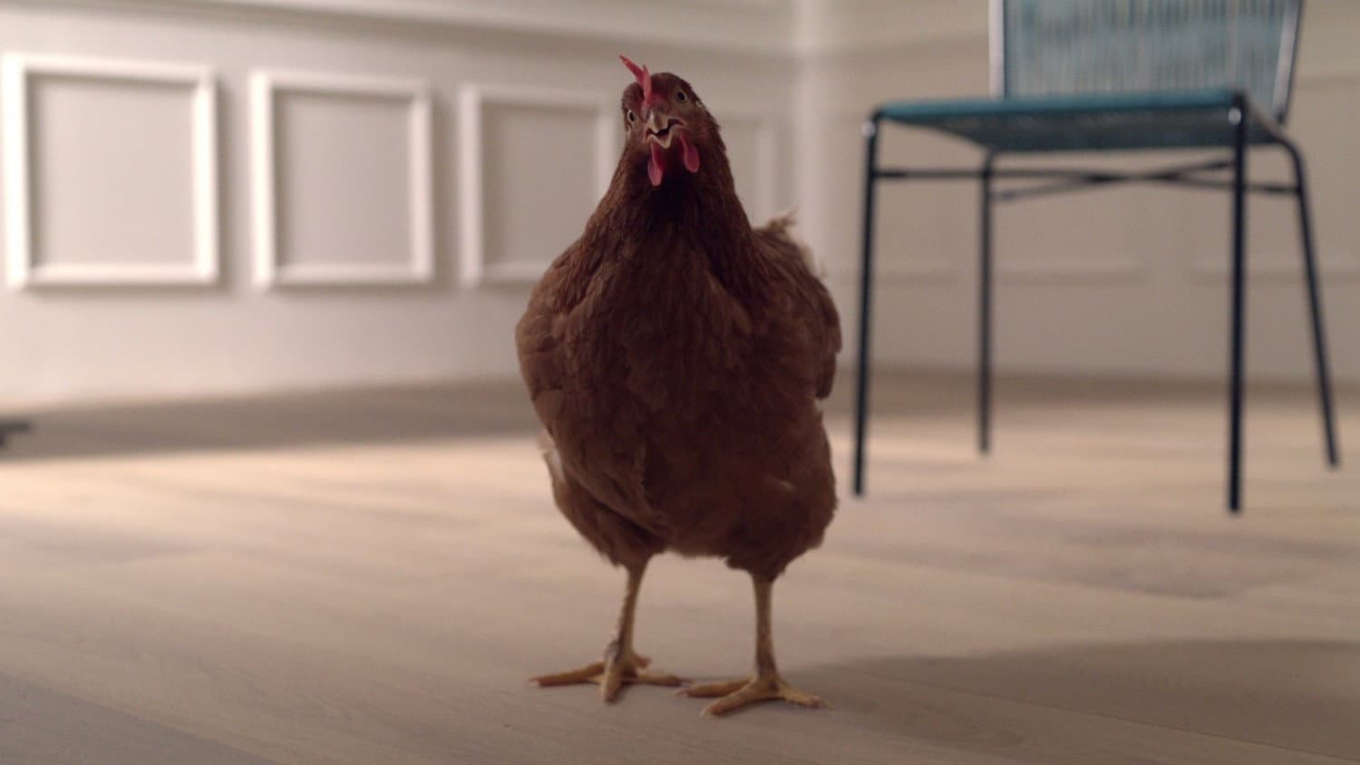 The Eye of the Hen